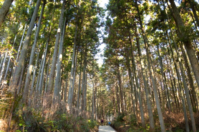 栃木県宇都宮市Carfe(カーフェ)自動車の修理・傷・へこみを格安で | 杉並木の画像